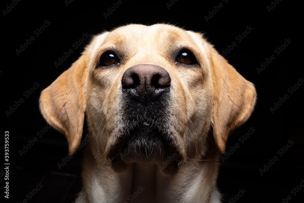 Portrait of a Labrador Retriever dog on an isolated black background. Portrait of a Labrador Retriever dog on an isolated black background.