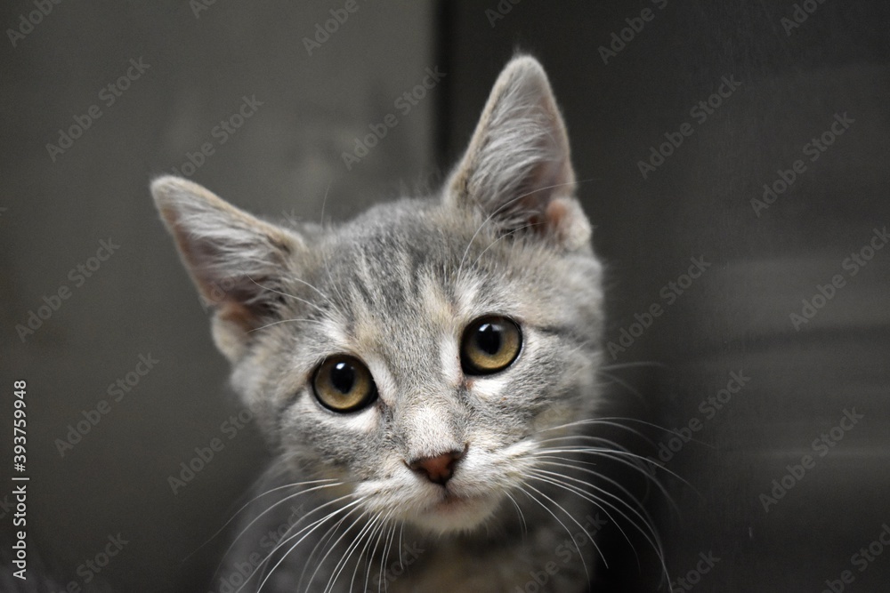 Fototapeta premium Grey shelter kitten