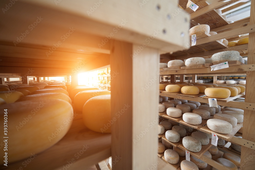 Cheese factory production shelves with aging old cheese Cheese factory production shelves with aging old cheese