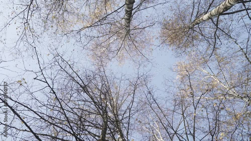 Tops of white birches in autumn Tops of white birches in autumn