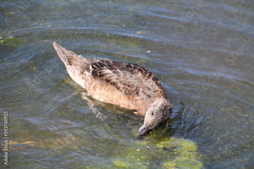 Duck Feeding, William Hawrelak Park, Edmonton, Alberta