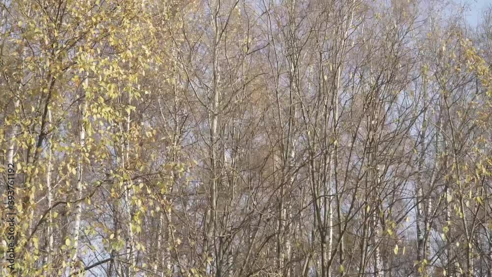 Tops of white birches in autumn Tops of white birches in autumn