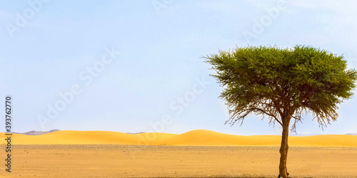 Fototapeta Naklejka Na Ścianę i Meble -  Tree in the Sahara desert in the Algeria 