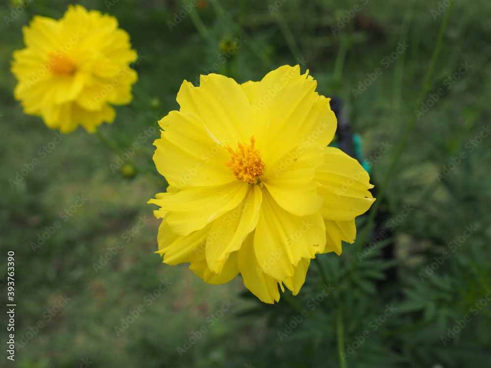 blooming yellow sulphur cosmos in green garden blooming yellow sulphur cosmos in green garden
