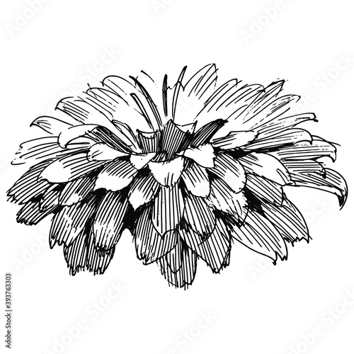 Floral botanical flower. Isolated illustration element. Vector wildflower for background, texture, wrapper pattern, frame or border.