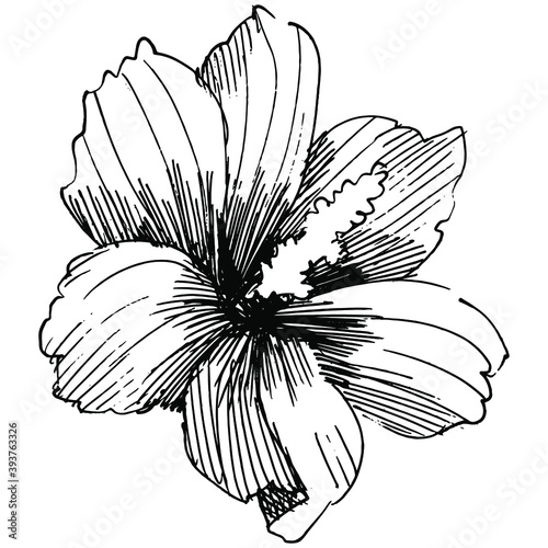 Floral botanical flower. Isolated illustration element. Vector wildflower for background, texture, wrapper pattern, frame or border.