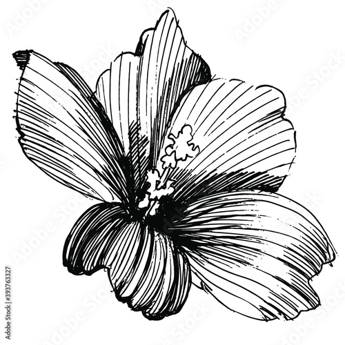 Floral botanical flower. Isolated illustration element. Vector wildflower for background, texture, wrapper pattern, frame or border.