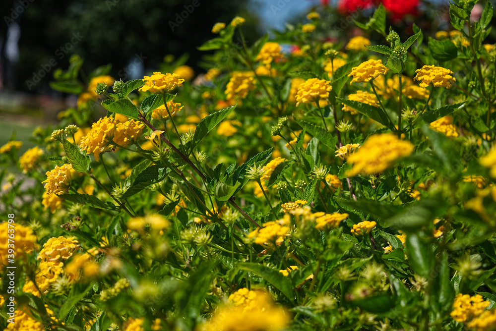 field of flowers