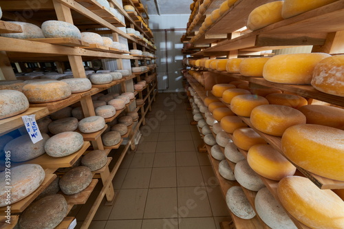 Cheese factory production shelves with aging old cheese