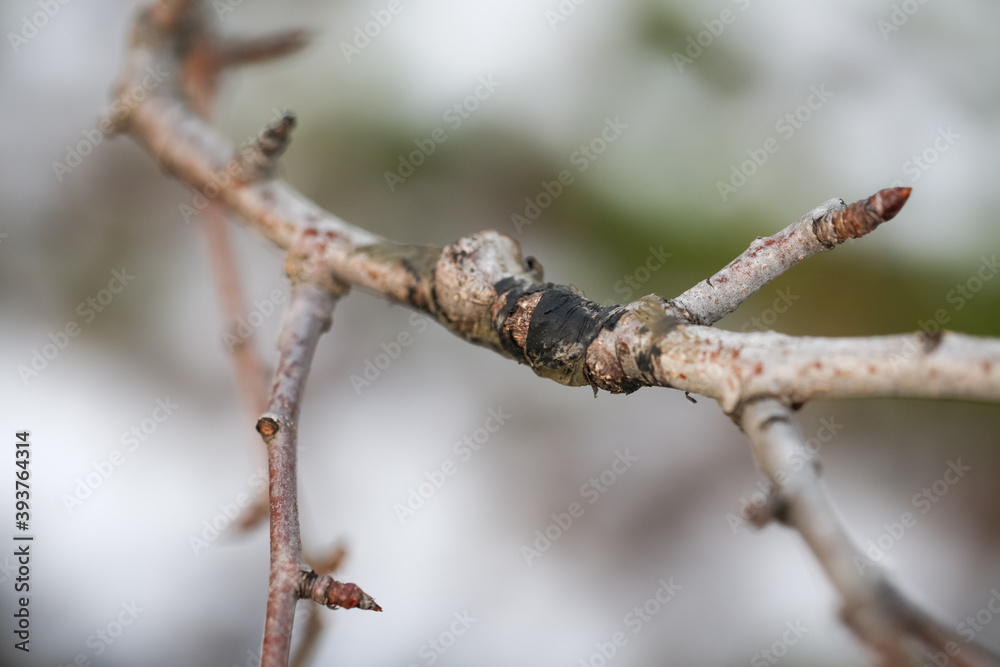 Close-up grafting site of fruit tree, plant grafting and plant care in the garden Close-up grafting site of fruit tree, plant grafting and plant care in the garden