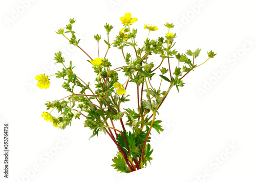 Foto Potentilla Erecta or Common Tormentil Herbal Plant, also known as Burren Strawberries, Five Fingers and Silverweeds