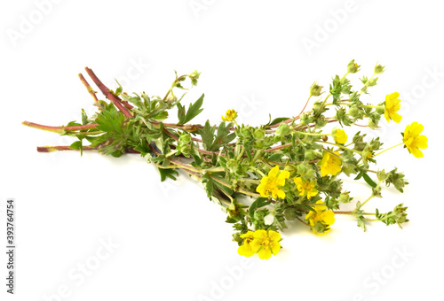 Potentilla Erecta or Common Tormentil Herbal Plant, also known as Burren Strawberries. Isolated on White.