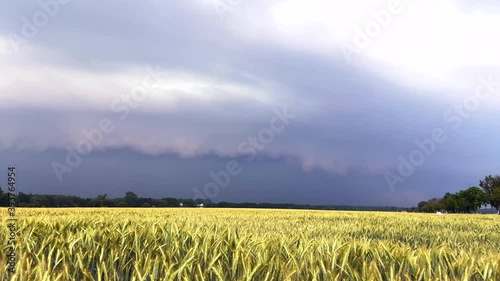 hernaziehendes Gewitter an einem Getreidefeld