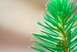 Young spruce seedling on a defocused background. Forest cultivation concept.
