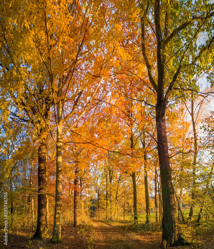 Sonnlicht durchfluteter Laub Wald im Herbst 