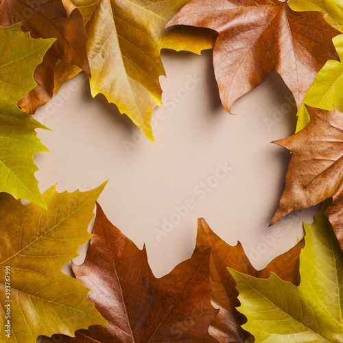 Frame border made of autumn maple leaves. Creative nature layout. Autumn fall  Thanksgiving concept. Flat lay  top view.