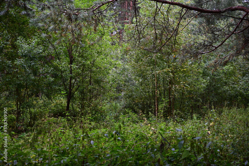 spring in the forest spring in the forest