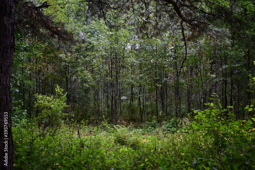 trees in the forest