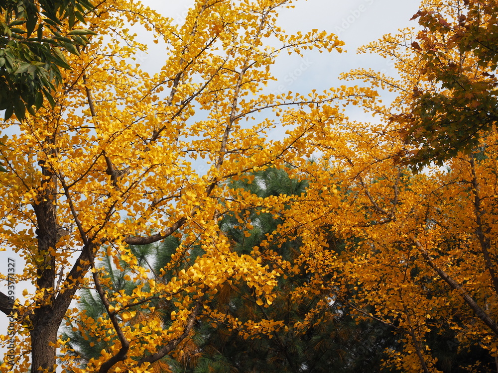 yellow ginkgo tree leaves branches background yellow ginkgo tree leaves branches background