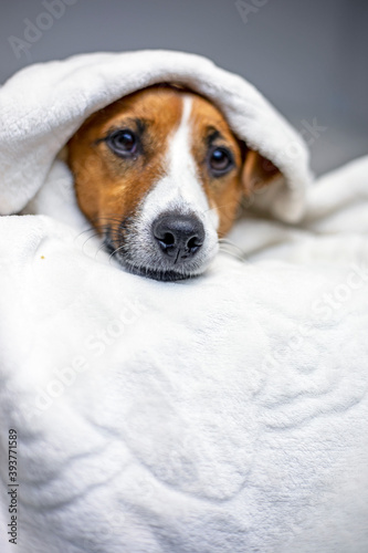 brooding jack russell terrier hid under a white blanket on top, comfort, sharp nose, blurry,vertical,
