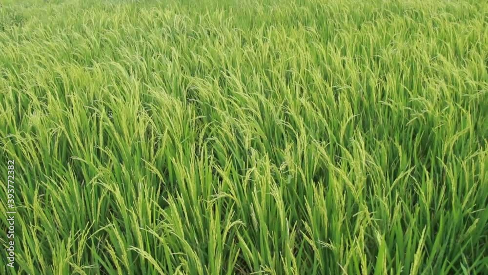 green rice in the wind in the rice fields. relaxing freshness in nature in the rainy season. footage for green nature background green rice in the wind in the rice fields. relaxing freshness in nature in the rainy season. footage for green nature background