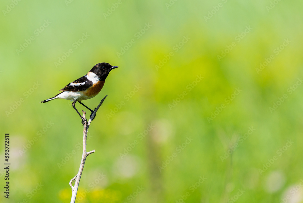 Common Stonechat or Saxicola torquata on branch in habitat Common Stonechat or Saxicola torquata on branch in habitat
