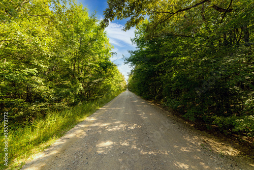 A rural dirt road through a forest