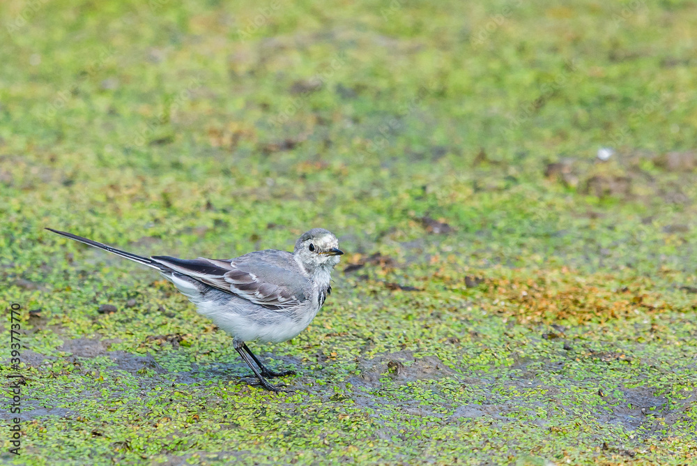 Obraz premium White Wagtail or Motacilla alba. Wagtails is a genus of songbirds. Wagtail is one of the most useful birds. It kills mosquitoes and flies, which deftly chases in the air