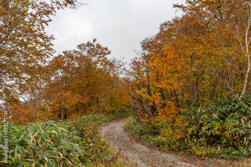 View of mountain path in autumn foliage season.