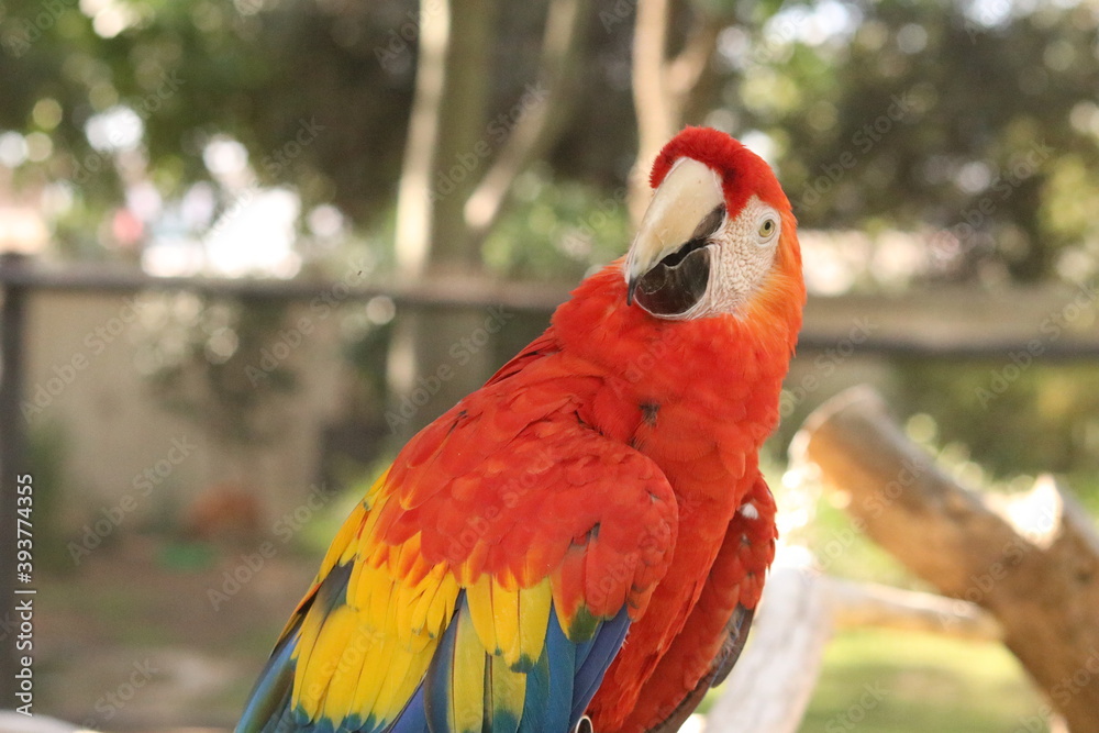 Obraz premium Photos taking in Monte Casino Bird Park, Fourways.