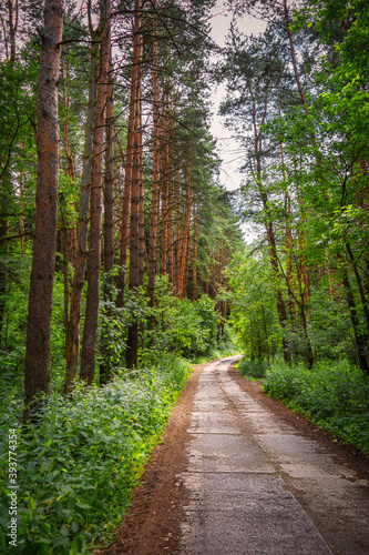 Road in the Forest. The stone road made of slabs is located in the forest, with tall trees, green grass and shrubs growing on the sides of the road.