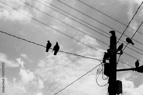 Black and white silhouette of birds perching on wires and electric poles.