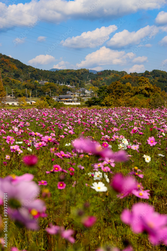 flowers in the mountains flowers in the mountains