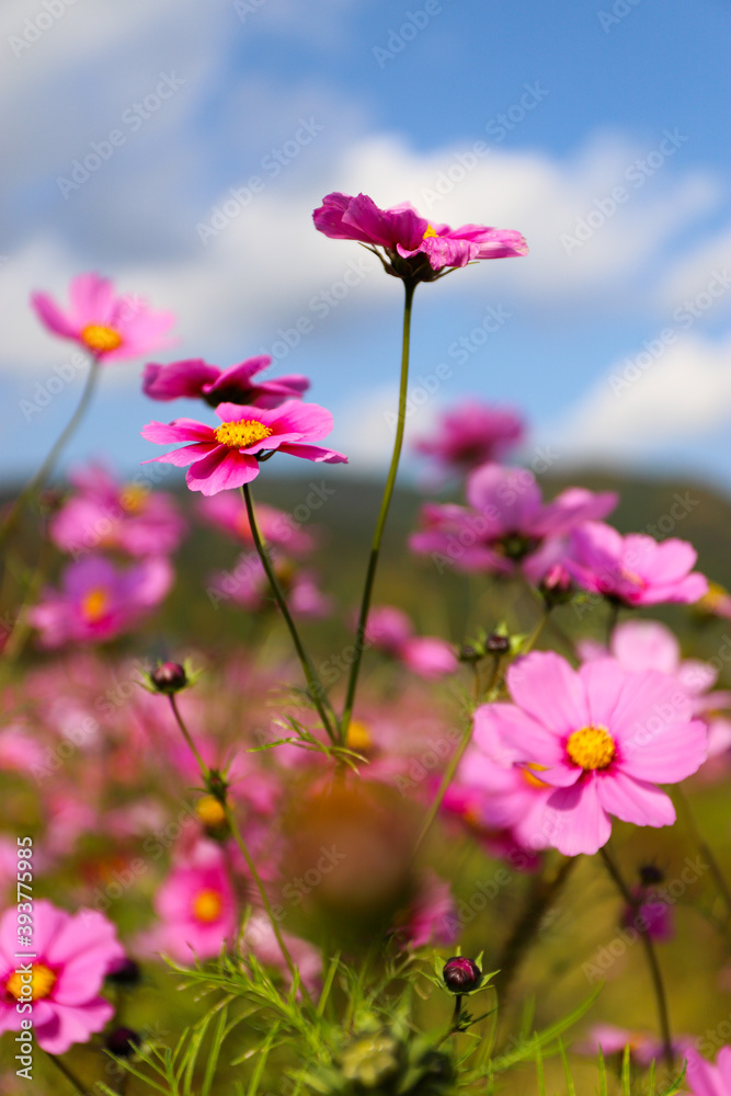 pink cosmos flowers