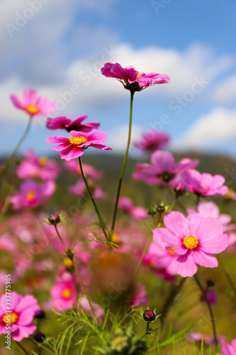 pink cosmos flowers