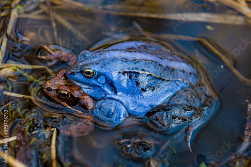 moor frog (Rana arvalis), mating photo