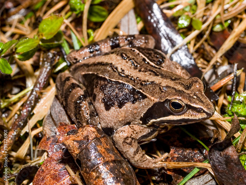 moor frog (Rana arvalis) photo