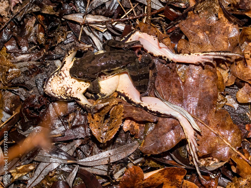 moor frog (Rana arvalis) photo