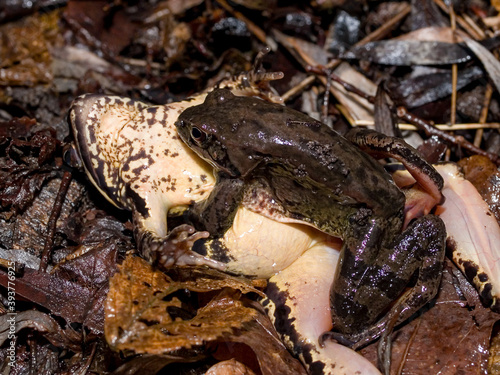 moor frog (Rana arvalis) photo