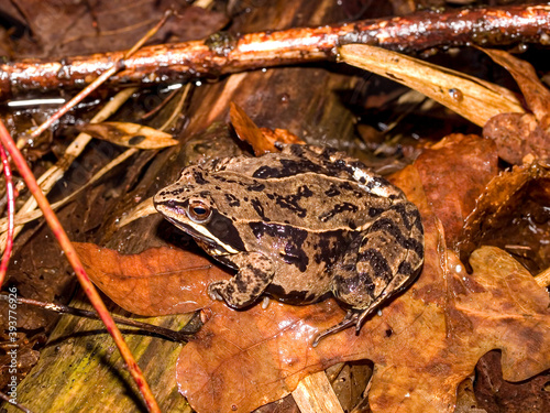 moor frog (Rana arvalis) photo