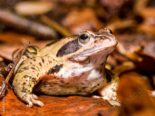 moor frog (Rana arvalis) photo