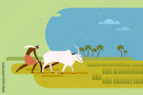 Indian farmer plows a paddy field using bullocks