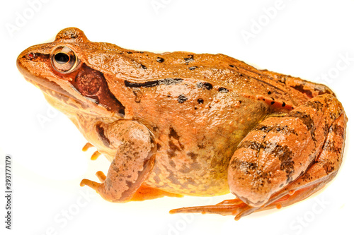 grass frog (rana temporaria) photo