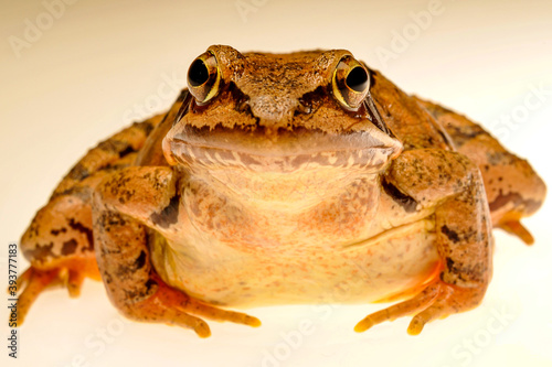 grass frog (rana temporaria) photo