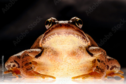 grass frog (rana temporaria) photo