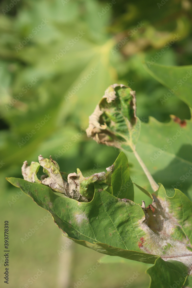 Disease on green Plane leaves on branch. Downy mildew on Platanus occidentalis tree Disease on green Plane leaves on branch. Downy mildew on Platanus occidentalis tree