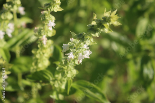 Close-up of Basil plant in bloom with little white flower on branch. Ocimum basilicum on selective focus