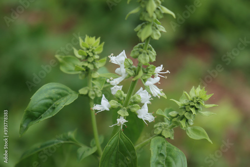 Fototapeta Naklejka Na Ścianę i Meble -  Close-up of Basil plant in bloom with little white flower on branch. Ocimum basilicum on selective focus