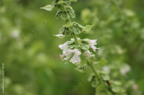 Close-up of Basil plant in bloom with little white flower on branch. Ocimum basilicum on selective focus