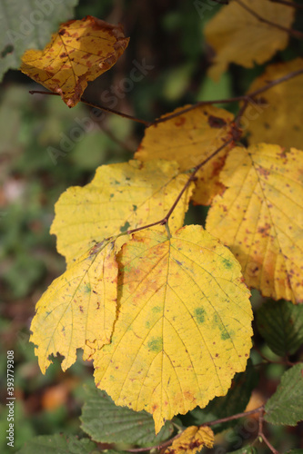 Close-up of yellow and brown hazelnut leaves on branch on autumn season. Corylus avellana tree 